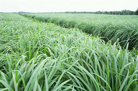 Citronella